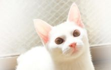 猫の被毛の色と柄 - ねこ日和