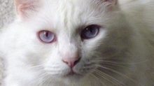 アルビノ白猫
