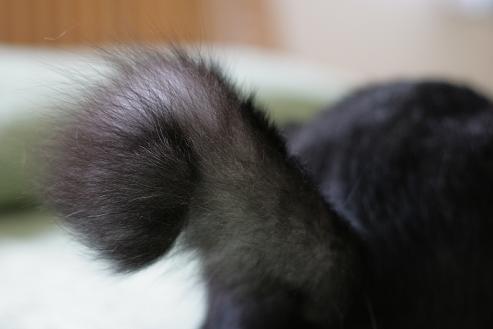 猫の尻尾について - ねこ日和