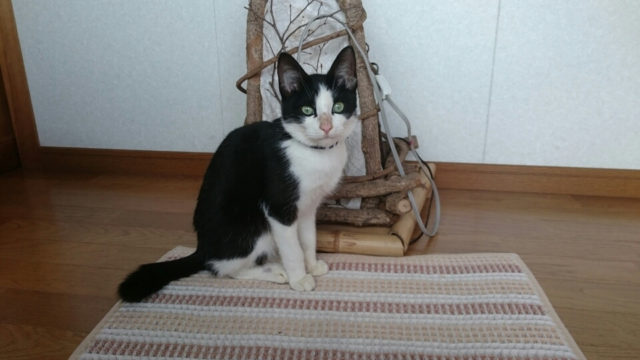 エジプト座り
