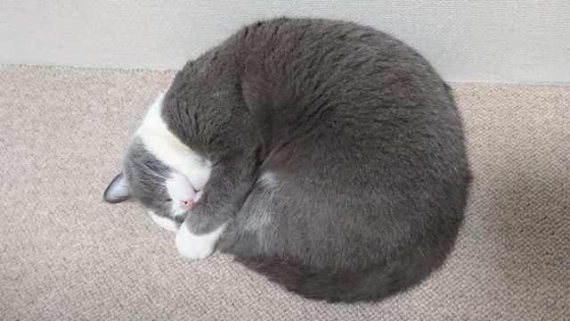 猫のニャンモナイト