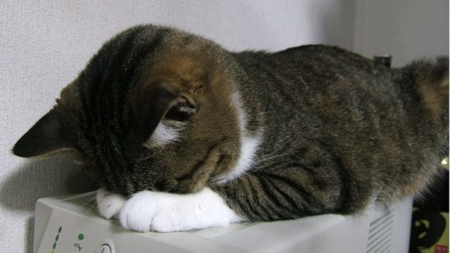 猫が伏せて寝る姿