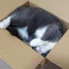 箱に入る猫