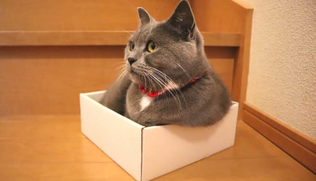 箱入り猫