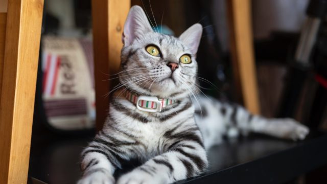 猫の成長について