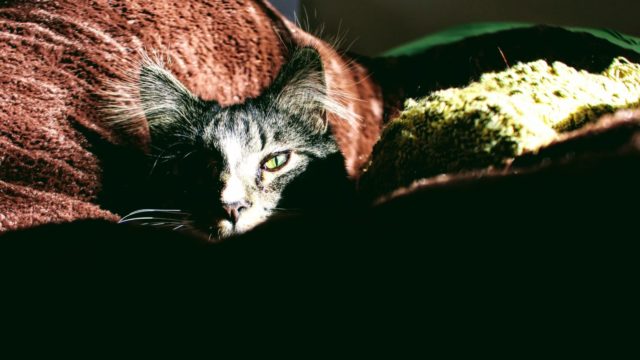 猫は夜行性なのか?