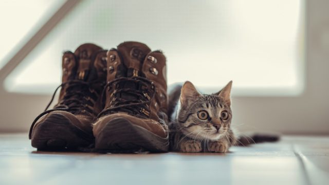 猫の臭い対策