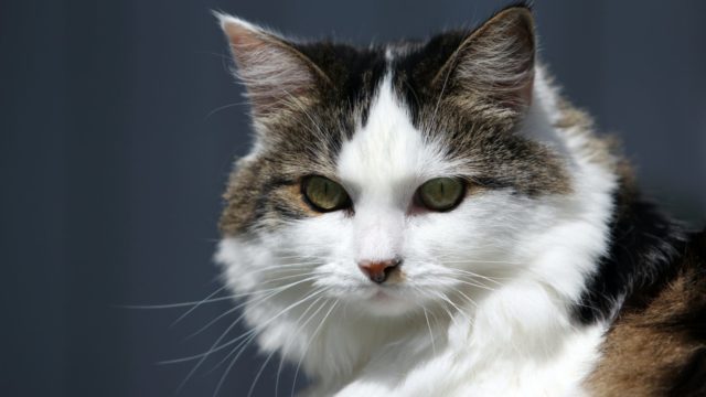 猫に芸を覚えさせる方法