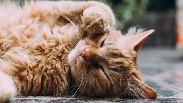 猫の老化を早める可能性のある飼い主の行動