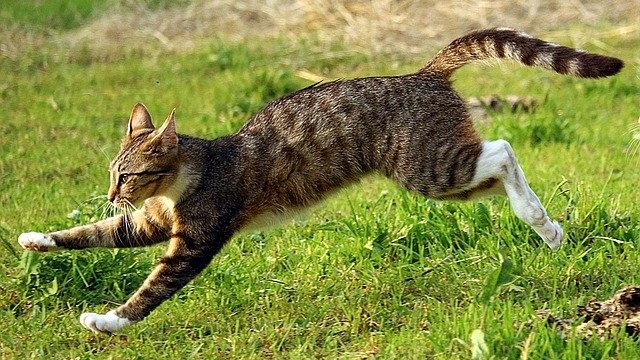 猫の脱走を防止するには