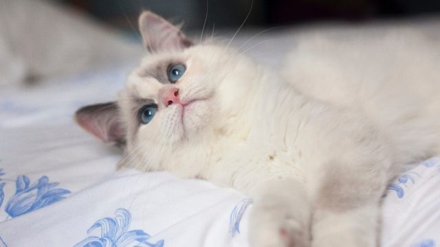 猫が喜ぶ部屋とは