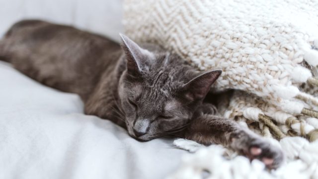 猫が一緒に寝たいと思うのはどんな人？
