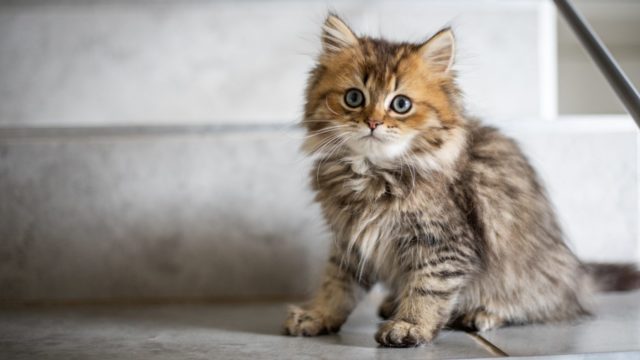 家で出来る猫の健康チェック方法