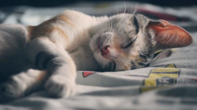猫のいびき